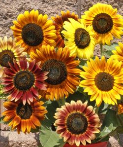 10 Autumn Beauty Seed bombs