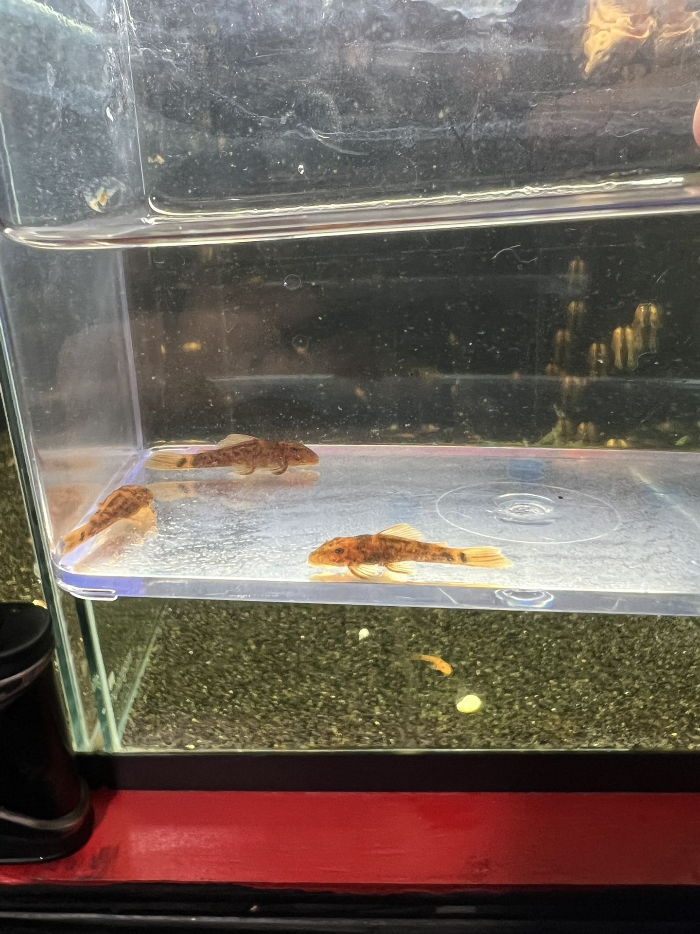 Aquarium Decor