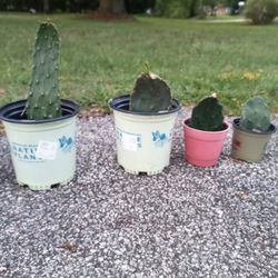 Opuntia Cactus Pads