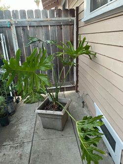 Big philodendron bipinnatifidum plant