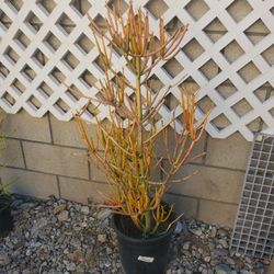 Fire Stick Tree/ Bush