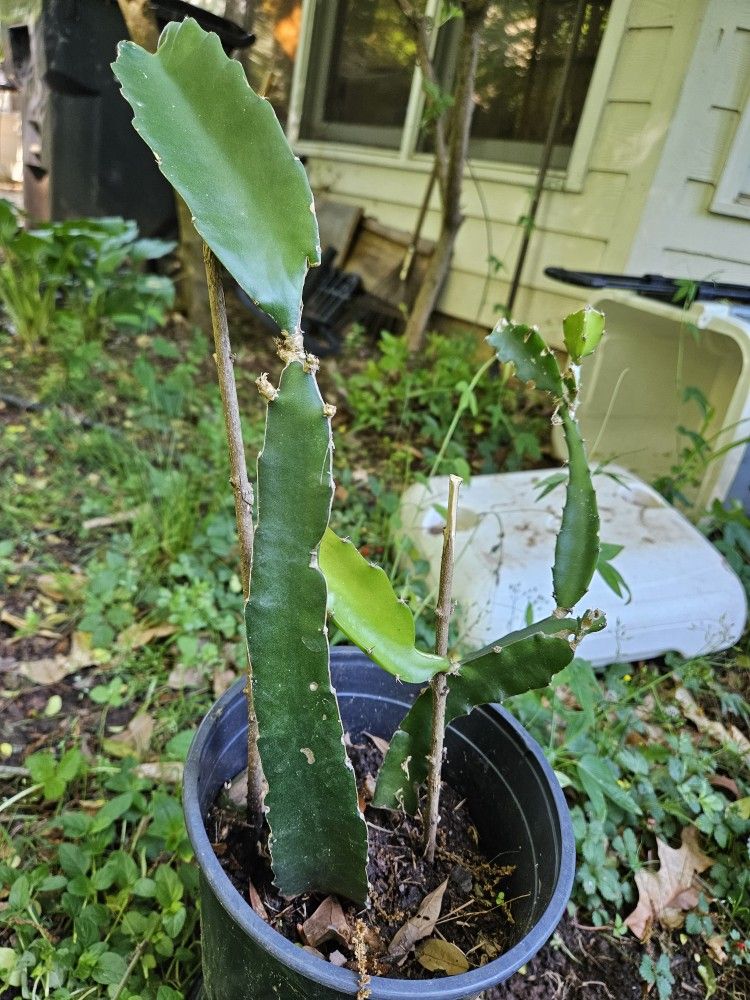 Dragon Fruit Plant 