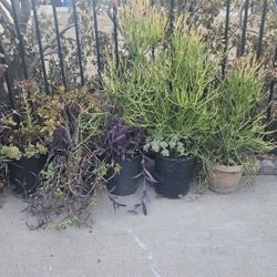 Plants ❗️READ FULL DESCRIPTION❗️ 