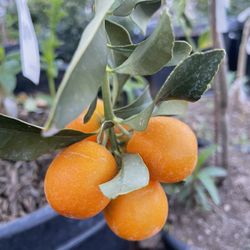 Mandarin Trees - Orange Trees - Calamondin Trees - Lemon Trees - Lime Trees - Grapefruit Trees 