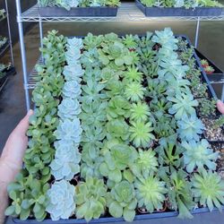 Get your hands on 64  succulents for just $40