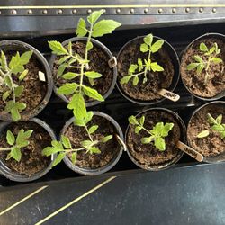 Spring vegetable Starts