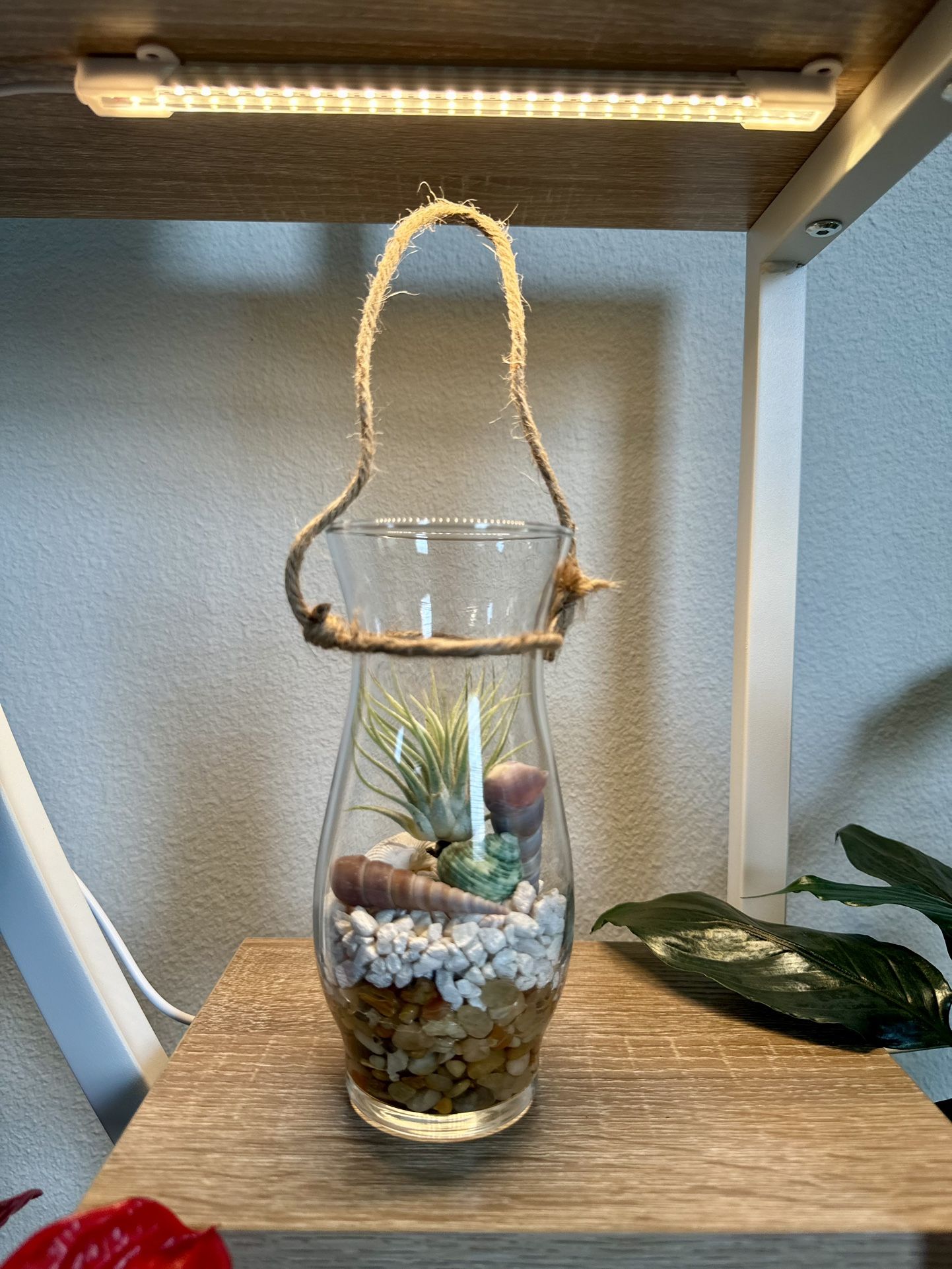 Live Air plant Decor