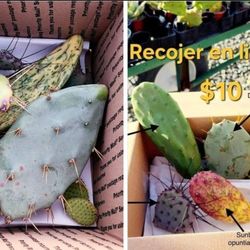 6 Tipos De Esquejes De Nopal