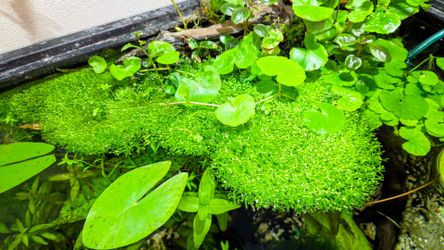 Aquarium plant