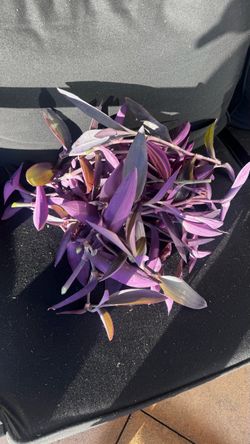 Healthy purple plant cuttings