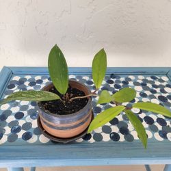 Hoya Plant In Pot 