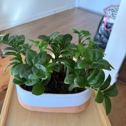 Money tree + ceramic flower pot