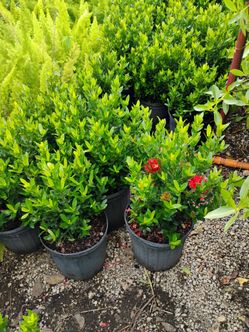 Dwarf ixora 3gl $6