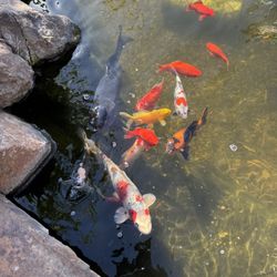 Koi Pond 