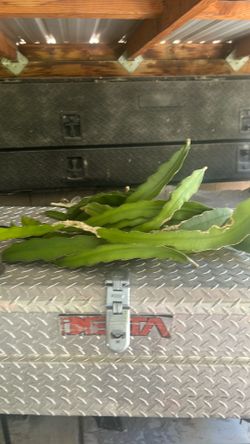 Dragon fruit cutting