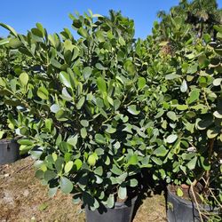 huge clusias over 6 feet tall  Instant  privacy Hedge for fence 