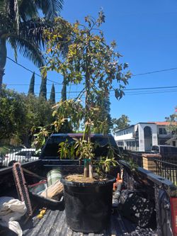 Avocado tree