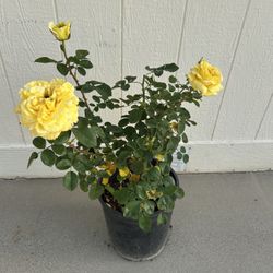 Yellow Rose Plant In 5gl.  
