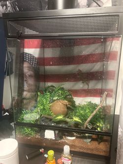 CRESTED GECKO TANK