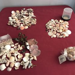 Sea Shells, Misc Sizes and Shapes