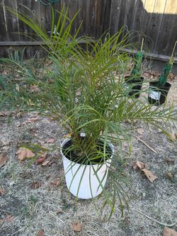 Potted Pigmy Date Palm