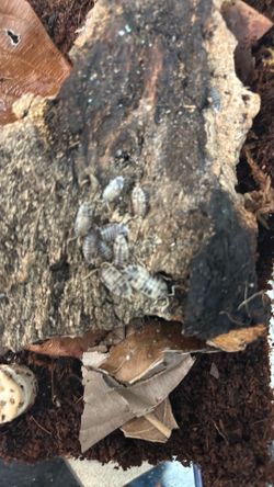 Dairy Cow Isopods