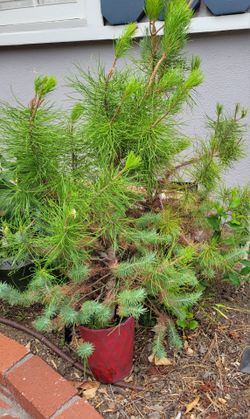 Pine   Tree