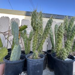 Cactus 10 Dlrs Each 