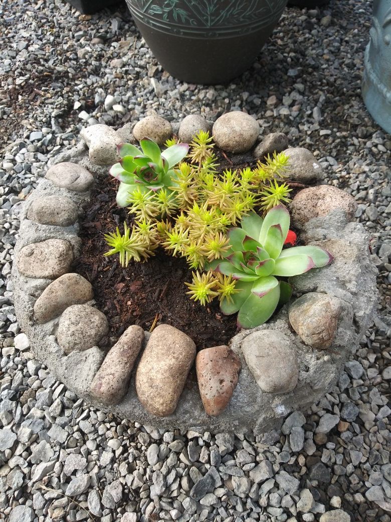 Succulents