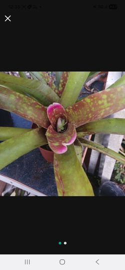 Fingernail Bromeliad Neoregelia Landscape Plant