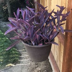 Purple Heart plant 5 inch cuttings 10 for $10