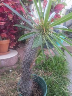 Madagascar Plant Cactus