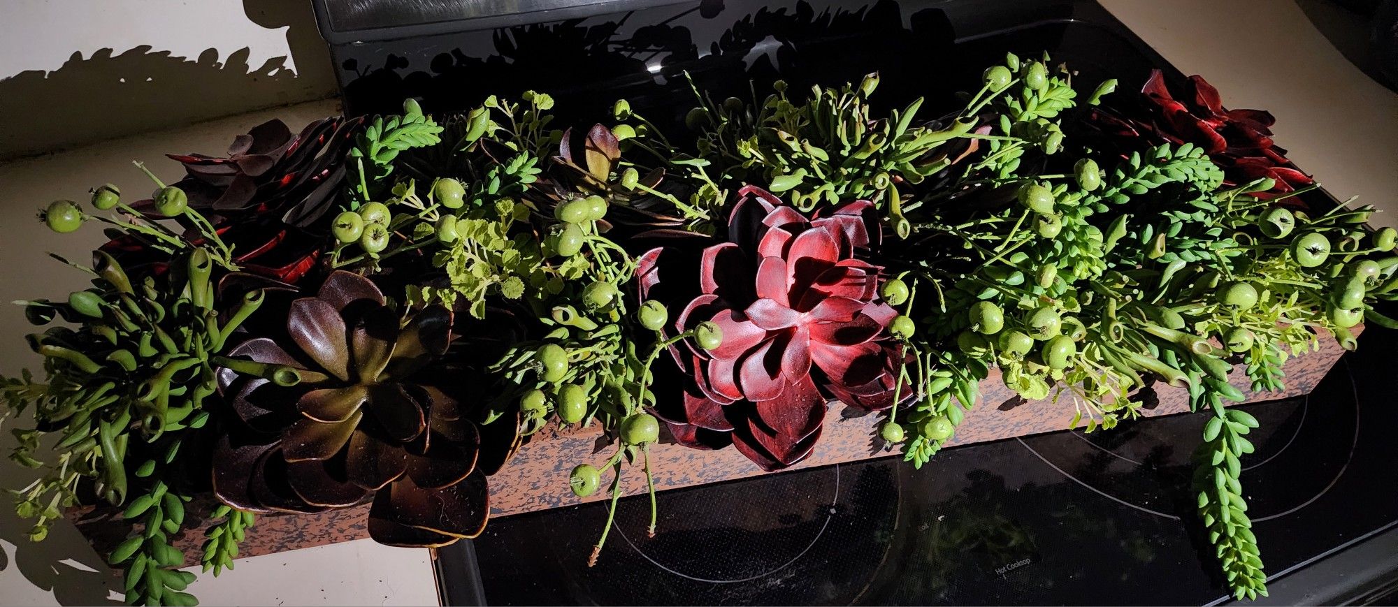 Plant