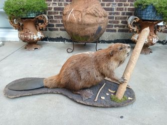 Taxidermy