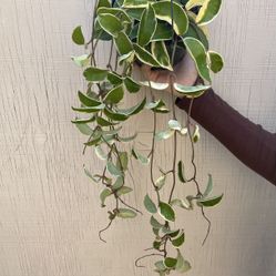 6” hoya queen tricolor