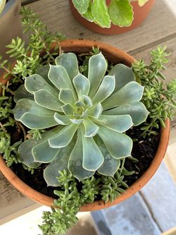 Succulent Plant