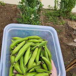 Fava Beans 🫘 Plant