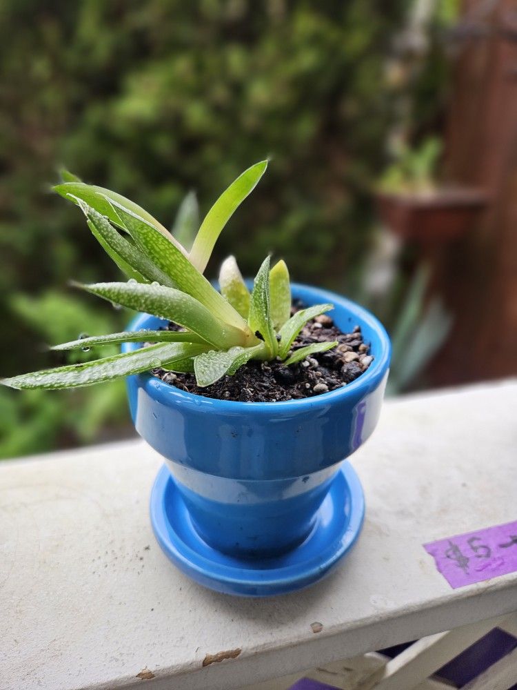 Garden Plant Succulent In Small Cute Pot