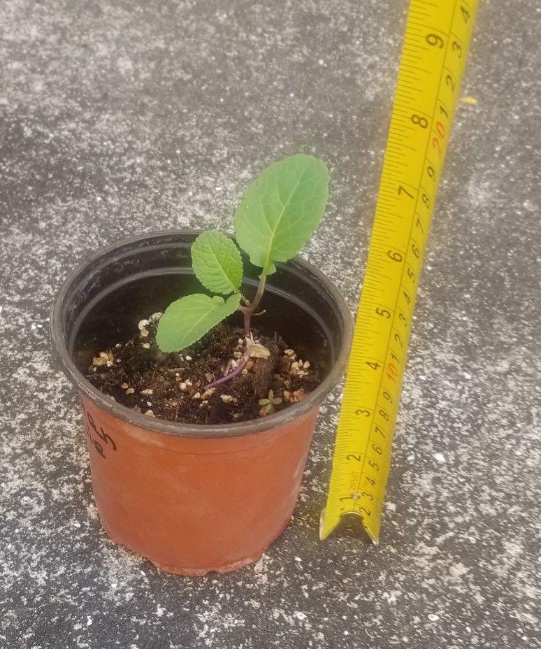 Ethiopian Kale Starter Plant, Live