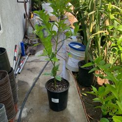 4 ft Seedless Lime Tree With Fruits and Flowers in 5 Gallons Pot 