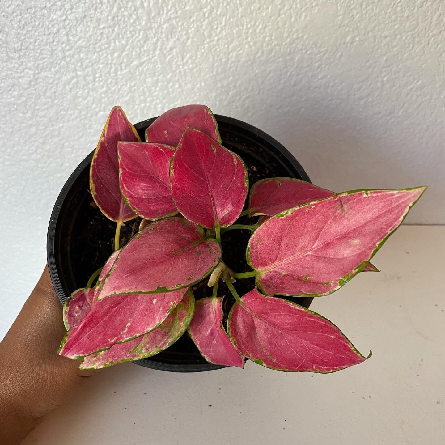 Aglaonema Lucky Red
