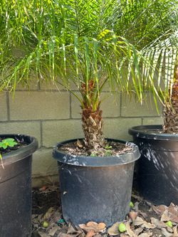 Pygmy date Palm trees