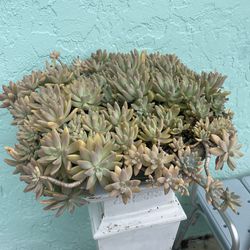 Gorgeous Succulent 22” X 7” Pot