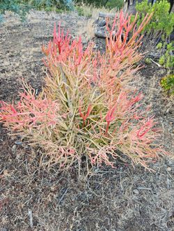 Fire stick plant
