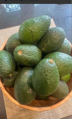 Fresh Organic Avocados – Bulk Lot