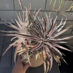 Dyckia Bromeliad In 12 Inch Pot