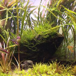 Christmas Moss (aquatic)