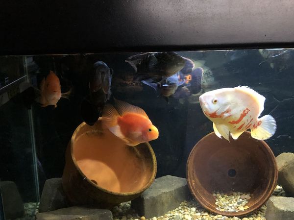 Cichlids for sale oscars red devil plecos blood parrot Cichlids for sale oscars red devil plecos blood parrot