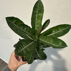 Desert Rose
