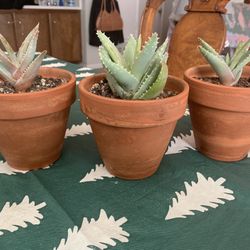 Aloe Brevifolia In Terracotta Pots 🪴 